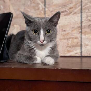 (Mittens) -  Domestic Short Hair Cat for Adoption in Madison, Wisconsin - (Mittens) | PetCurious