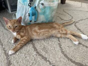 Boone -  Domestic Short Hair Cat for Adoption in Mission Viejo, California - Boone | PetCurious