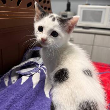 Lulu -  Domestic Short Hair Cat for Adoption in Riverside, California - Lulu | PetCurious