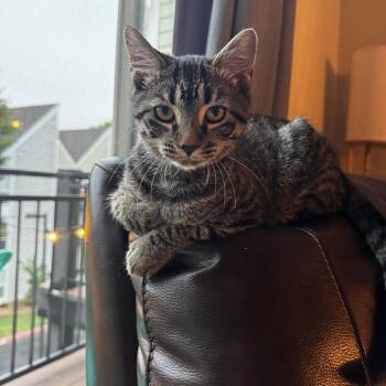 Bear -  Domestic Medium Hair Cat for Adoption in Harrisonburg, Virginia - Bear | PetCurious