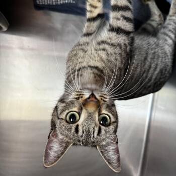 Emmy -  Domestic Short Hair Cat for Adoption in Honesdale, Pennsylvania - Emmy | PetCurious