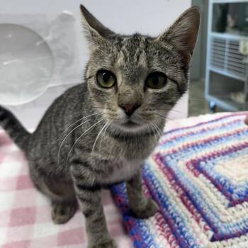 Mia -  Domestic Short Hair Cat for Adoption in Mount Vernon, Indiana - Mia | PetCurious