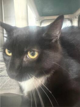 Dolly -  Domestic Short Hair Cat for Adoption in Winfield, Kansas - Dolly | PetCurious