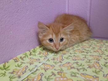 Domestic Short Hair Cats Available for Adoption in Hamilton, Ohio - Butterball | PetCurious