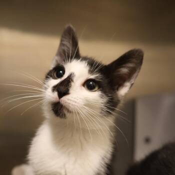 Patra -  Domestic Short Hair Cat for Adoption in Briarcliff Manor, New York - Patra | PetCurious