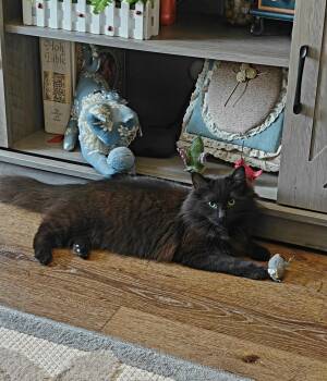 Hershey -  Domestic Medium Hair Cat for Adoption in Meeker, Oklahoma - Hershey | PetCurious