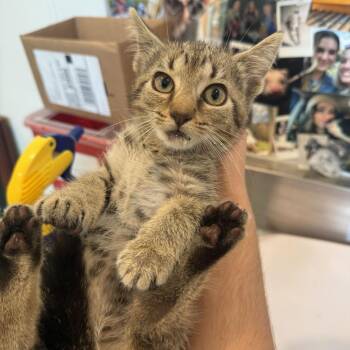 Punch -  Domestic Short Hair Cat for Adoption in Louisville, Kentucky - Punch | PetCurious