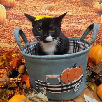 Rescue American Shorthair Cats for Adoption in Tipton, Indiana - Riko | PetCurious