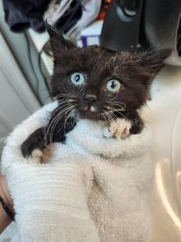 Chrissy -  Domestic Long Hair Cat for Adoption - Chrissy | PetCurious