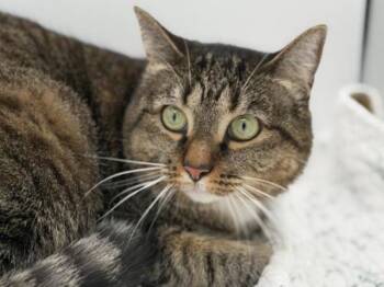Della -  Domestic Short Hair Cat for Adoption in Portland, Oregon - Della | PetCurious