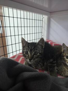 Thistle -  Domestic Short Hair Cat for Adoption in Salmon, Idaho - Thistle | PetCurious