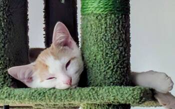 Oliver -  Domestic Short Hair Cat for Adoption in Kansas City, Missouri - Oliver | PetCurious