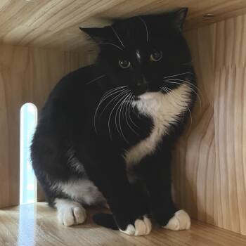 Domestic Short Hair Cats Available for Adoption in Yucca Valley, California - Salsa | PetCurious