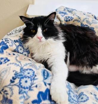 Domestic Medium Hair Cats Available for Adoption - Baxter | PetCurious