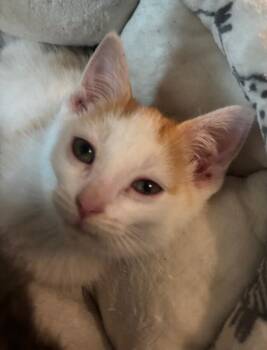 Domestic Short Hair Cats Available for Adoption in Grand Rapids, Michigan - Wormy | PetCurious