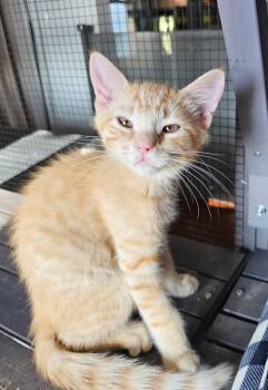 Rescue Domestic Long Hair Cats for Adoption in Millcreek, Utah - Lennon | PetCurious