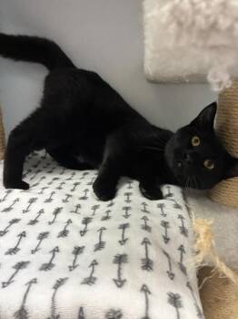 Domestic Short Hair Cats Available for Adoption - *Shmootzipoo* | PetCurious