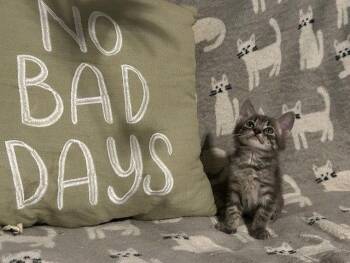 Domestic Short Hair and Tabby Cats Available for Adoption in Apollo, Pennsylvania - *Marco | PetCurious