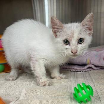 Yo-Yo -  Domestic Short Hair Cat for Adoption in Lake Panasoffkee, Florida - Yo-Yo | PetCurious