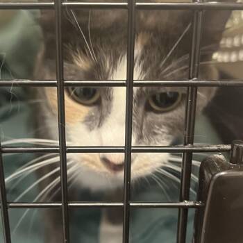 Kalii -  Domestic Short Hair Cat for Adoption in Philadelphia, Pennsylvania - Kalii | PetCurious