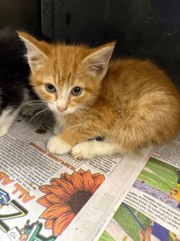 Rescue Domestic Short Hair Cats for Adoption in Henderson, North Carolina - Chip | PetCurious