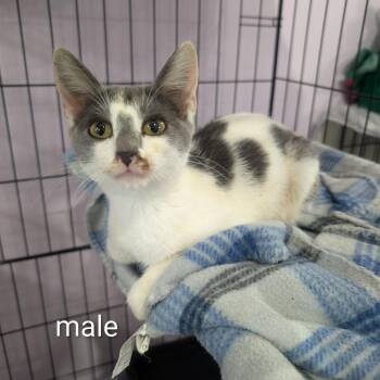 Dragonfly -  Domestic Short Hair Cat for Adoption in West Plains, Missouri - Dragonfly | PetCurious