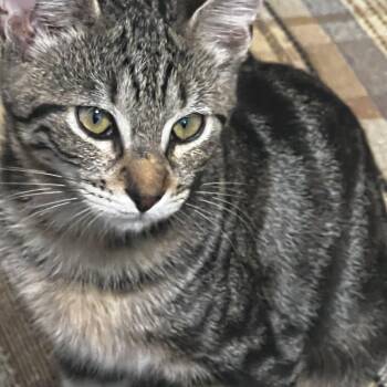 Misty -  Domestic Short Hair Cat for Adoption in Houston, Texas - Misty | PetCurious