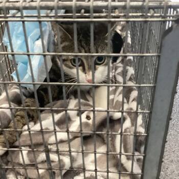 Domestic Short Hair Cats Available for Adoption in Montgomery, Alabama - Babie | PetCurious