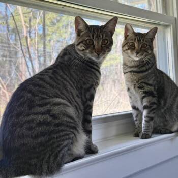 Domestic Short Hair Cats Available for Adoption in Durham, North Carolina - Demi | PetCurious