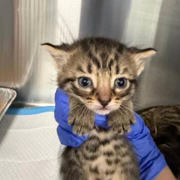 Telegram -  Domestic Short Hair Cat for Adoption in Greensboro, North Carolina - Telegram | PetCurious