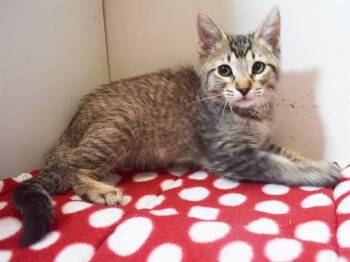 A924820 -  Domestic Short Hair Cat for Adoption in Sacramento, California - A924820 | PetCurious