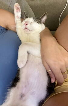 Rescue Domestic Short Hair Cats for Adoption - Brody | PetCurious