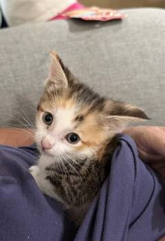 ROSE -  Domestic Short Hair Cat for Adoption in Colorado Springs, Colorado - ROSE | PetCurious