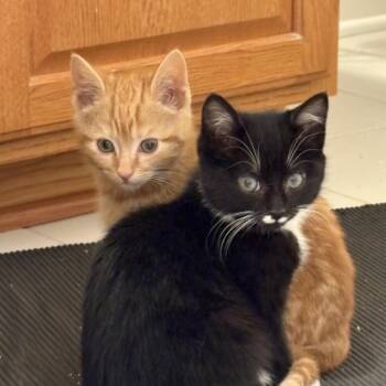 Domestic Short Hair Cats Available for Adoption in Silver Spring, Maryland - Simba | PetCurious