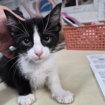 Rescue Domestic Short Hair Cats for Adoption in Ardmore, Oklahoma - Jelly | PetCurious