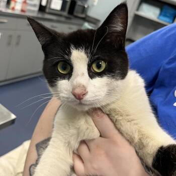 Domestic Short Hair Cats Available for Adoption in Greensboro, North Carolina - Weddington | PetCurious