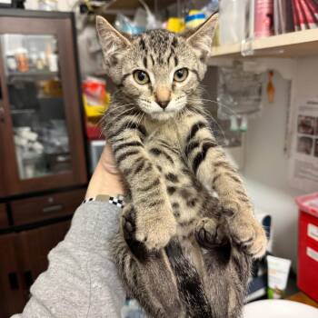 Spirit -  Domestic Short Hair Cat for Adoption in Medina, Ohio - Spirit | PetCurious