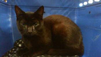 Domestic Short Hair Cats Available for Adoption in Charlotte, North Carolina - A1264189 | PetCurious