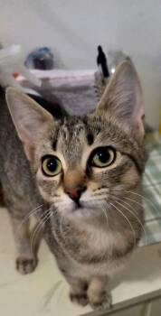 Domestic Short Hair Cats Available for Adoption - Trixie & Cheerio- Always The Perfect Start To Your Day | PetCurious