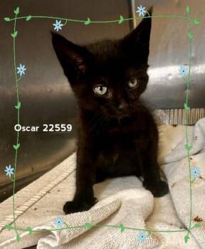OSCAR (see also FIA) -  Domestic Short Hair Cat for Adoption in Marietta, Georgia - OSCAR (see Also FIA) | PetCurious