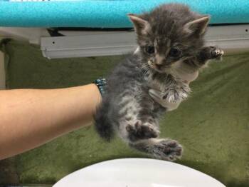 MICRO -  Domestic Short Hair Cat for Adoption in Riverside, California - MICRO | PetCurious