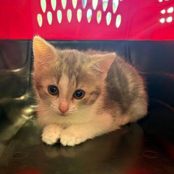 Eustace -  Domestic Short Hair Cat for Adoption in Allentown, Pennsylvania - Eustace | PetCurious
