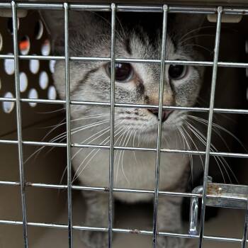 Simon -  Siamese and Domestic Short Hair Cat Available for Adoption in Johnstown, Pennsylvania - Simon | PetCurious