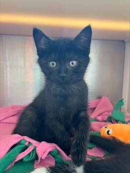 Luna -  Domestic Short Hair Cat for Adoption in Westland, Michigan - Luna | PetCurious