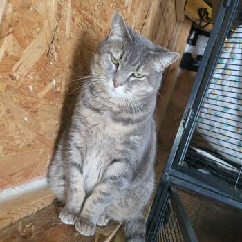 Domestic Short Hair Cats Available for Adoption - Miss Grey | PetCurious