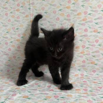 Domino -  Domestic Long Hair Cat Available for Adoption - Domino | PetCurious