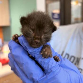Baby #1 -  Domestic Short Hair Cat for Adoption in Marshall, Texas - Baby #1 | PetCurious