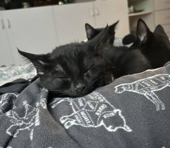 Selina -  Domestic Short Hair Cat for Adoption in Union Grove, Wisconsin - Selina | PetCurious