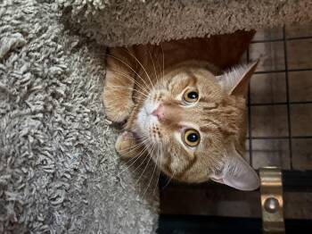 Buster Brown -  Domestic Short Hair Cat for Adoption in Marana, Arizona - Buster Brown | PetCurious