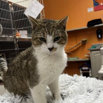 Tom -  Domestic Medium Hair Cat for Adoption in Gainesville, Georgia - Tom | PetCurious